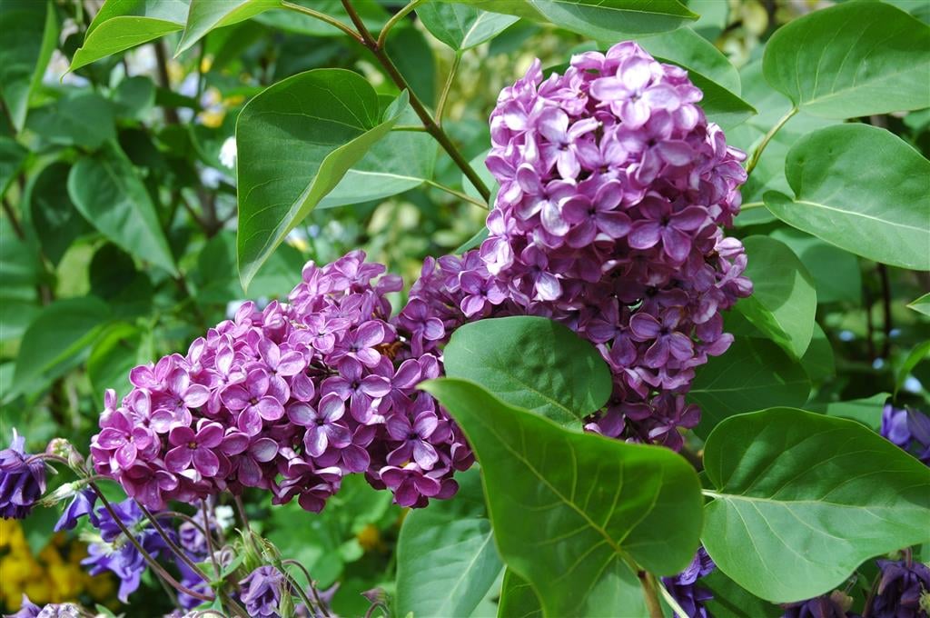 5 Tips To Enjoy Lilac Flowering Time