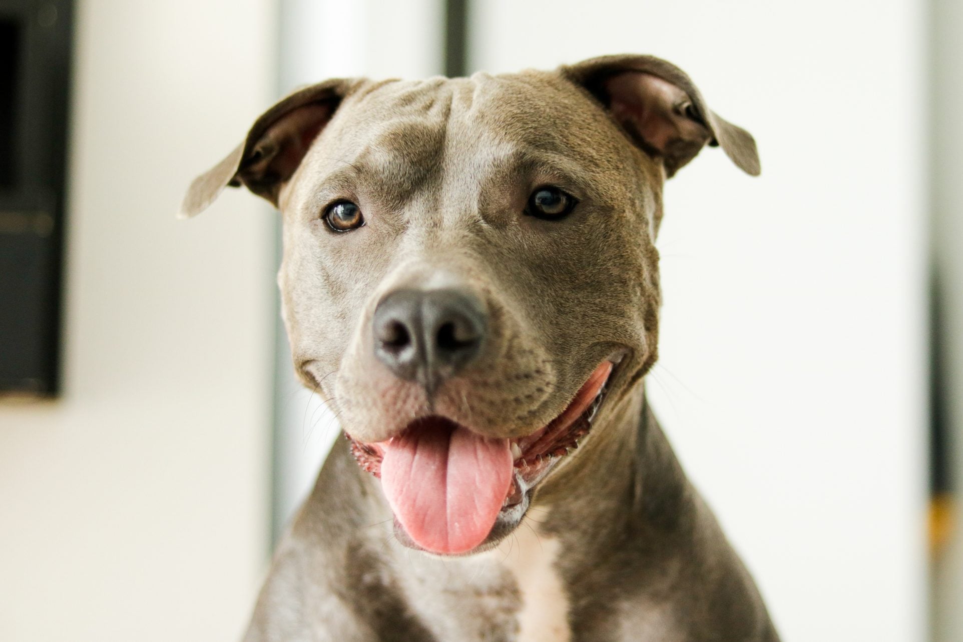 5 Ways Pitbulls Bring Joy To Our Lives