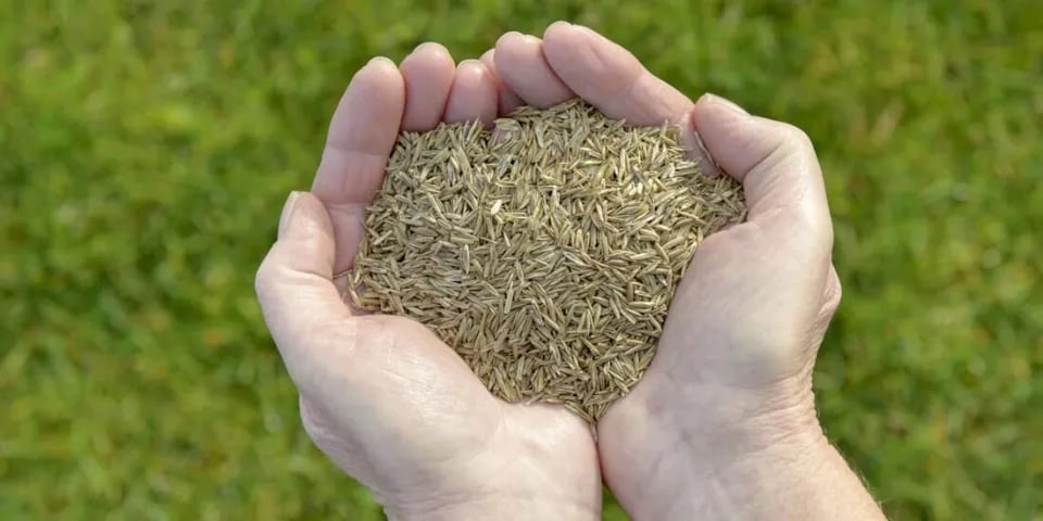 6 Best Times To Plant Grass Seed