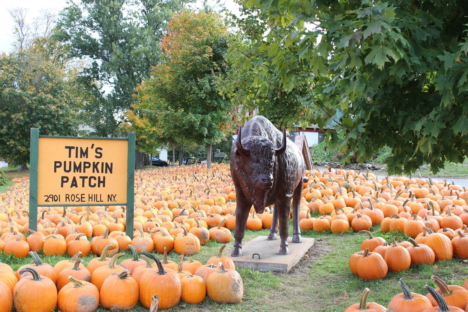 6 Ways To Enjoy Tims Pumpkin Patch