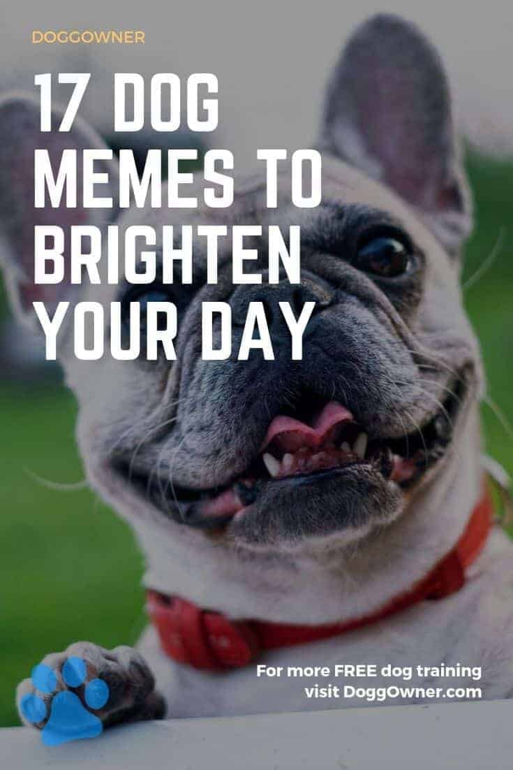 7 Ways A Dog Can Brighten Your Day