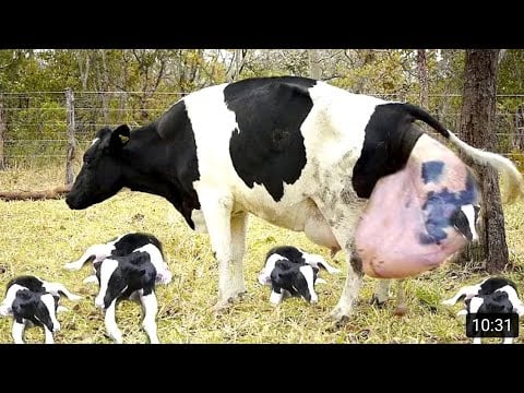 8 Times 30 Baby Cows Born In Single Birth