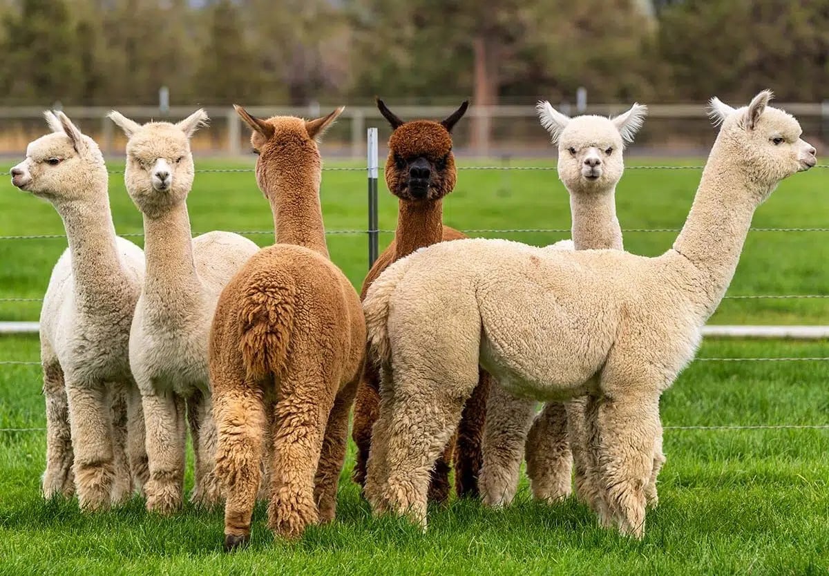 Alpaca Facts