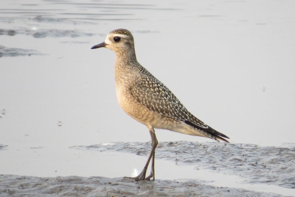 American Golden-Plover