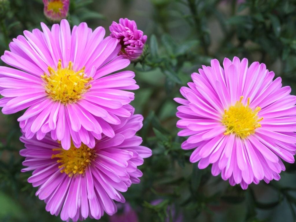 Aster Flowers Bloom