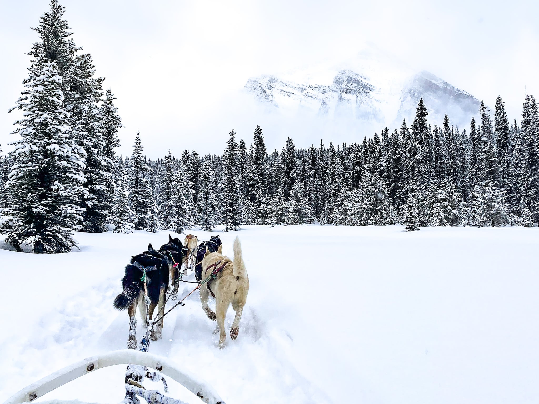 Dog Sledding in Banff on New Year's Eve