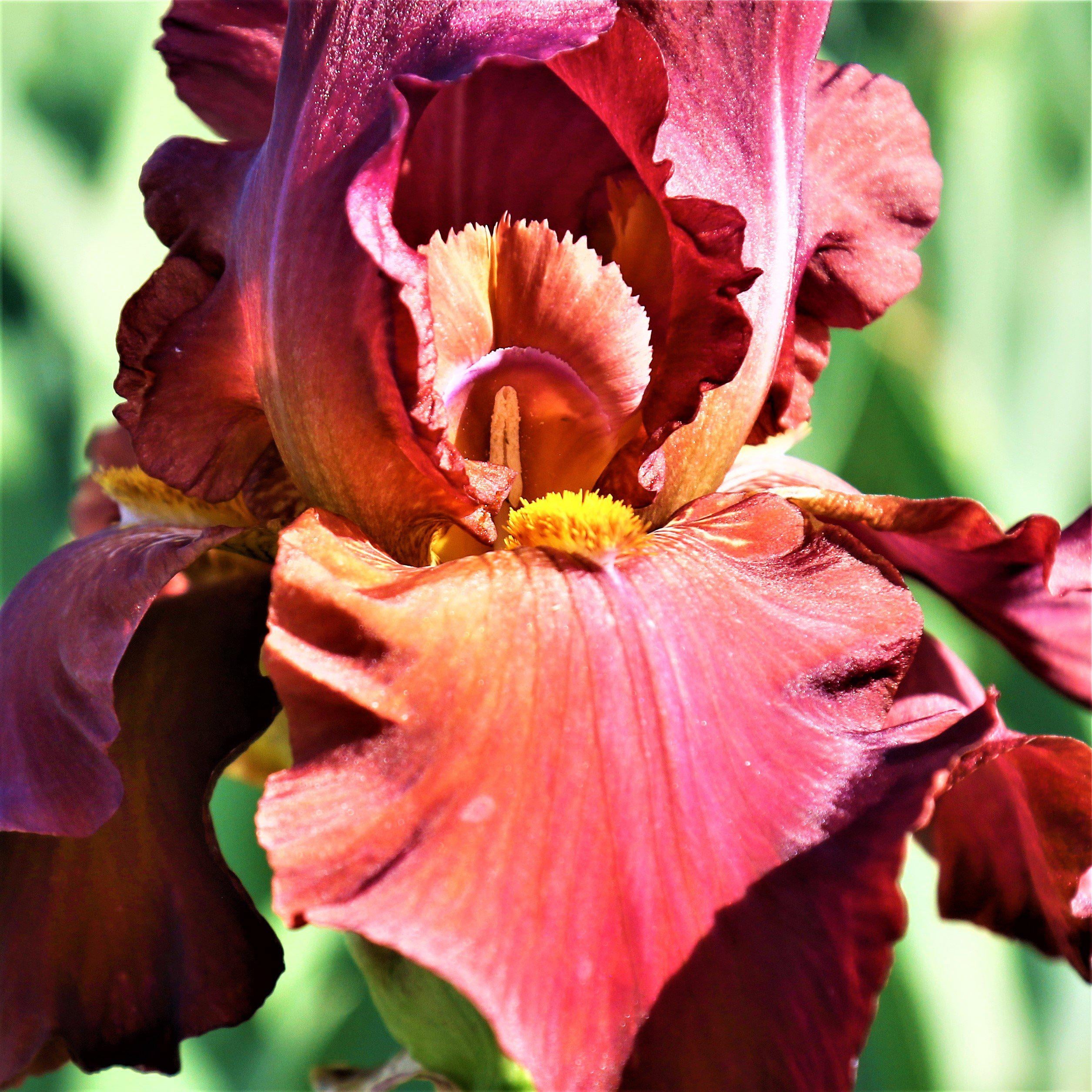 Bearded Irises