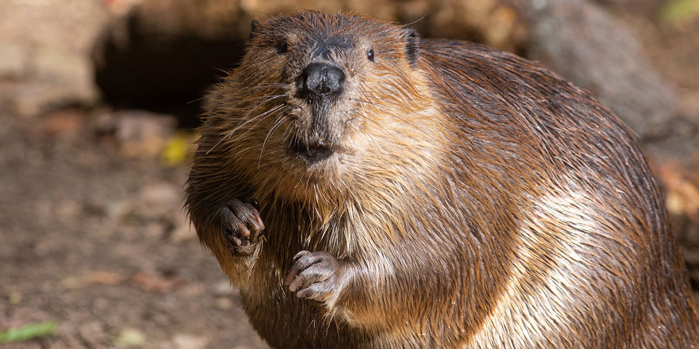 The Productive Beaver