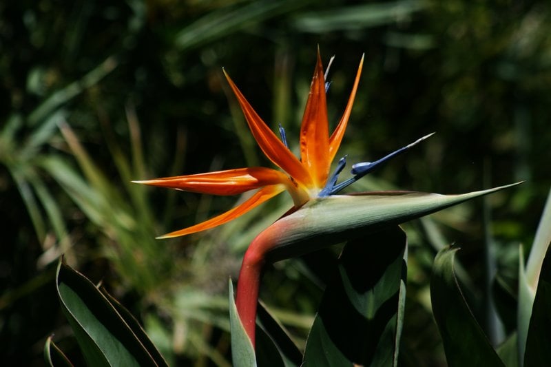 The Bird-of-Paradise: A Dance of Color and Light