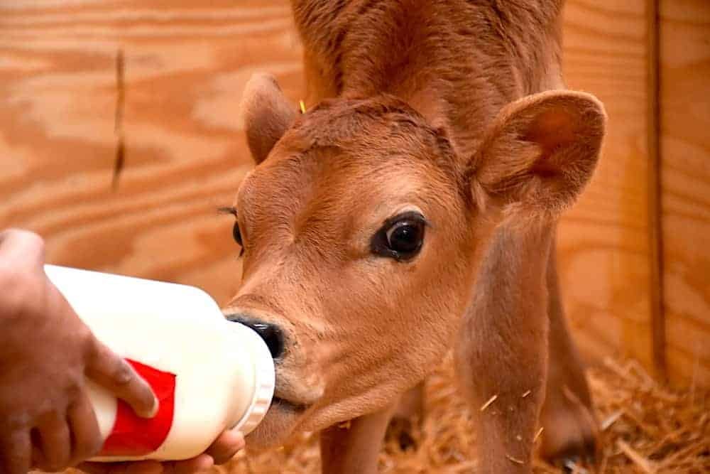 Caring for the Calves