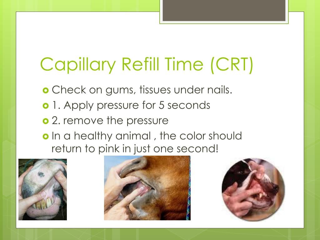 Capillary Refill Time (CRT)