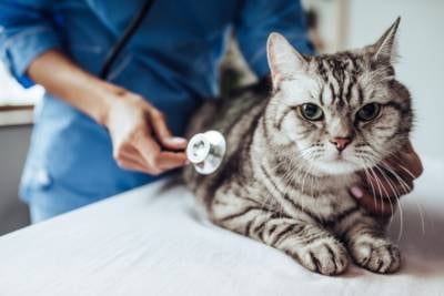 Cat health and wellness