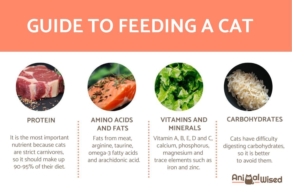 The Importance of Nutrition for Cats