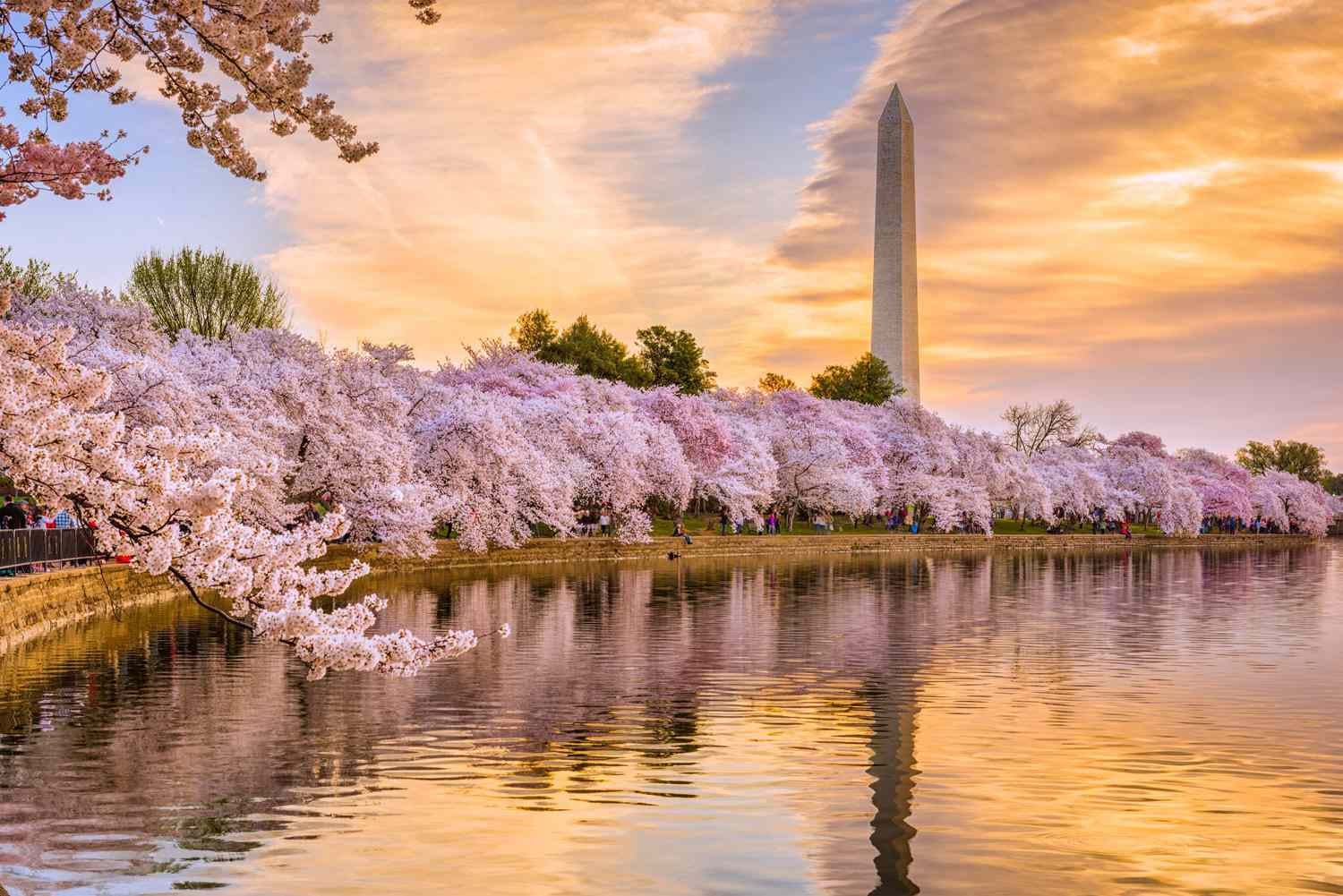 Cherry Blossom Festivals