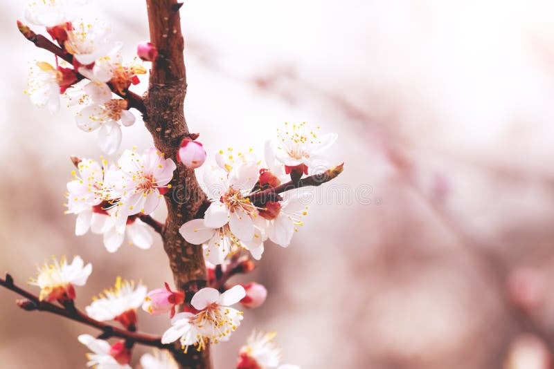 Cherry Blossoms and Plum Blossoms