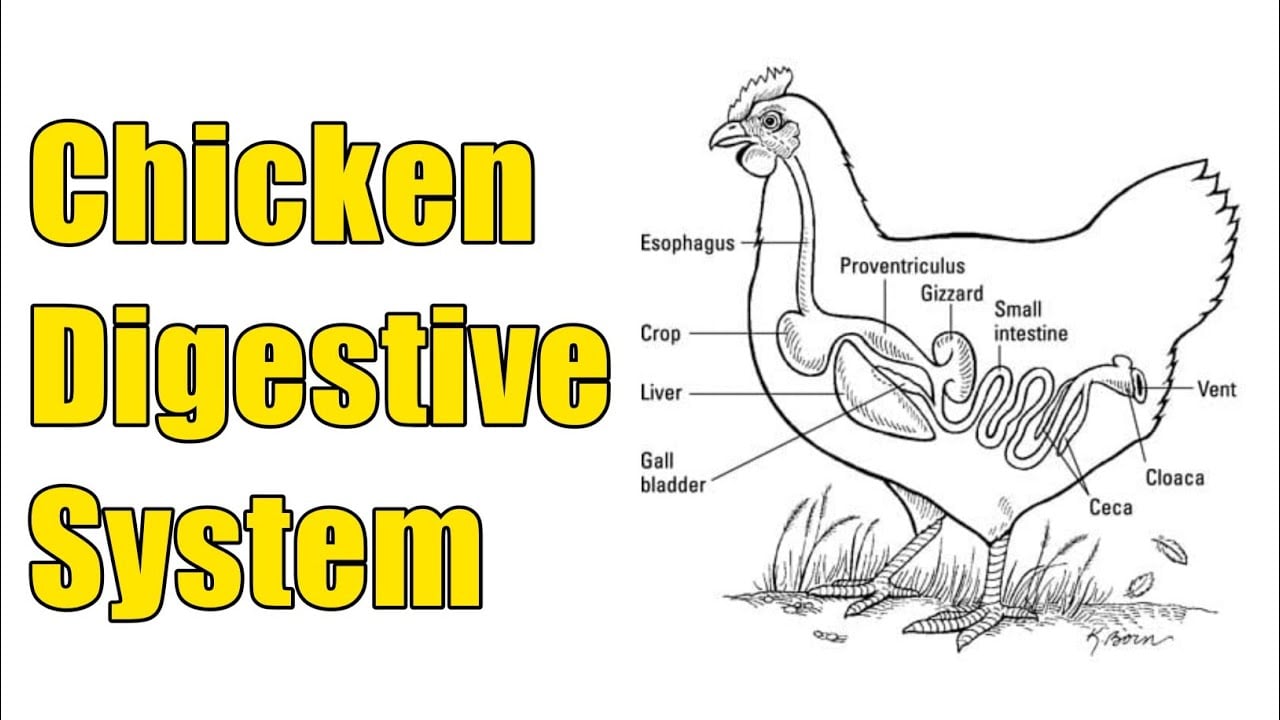 Chicken breast digestion time