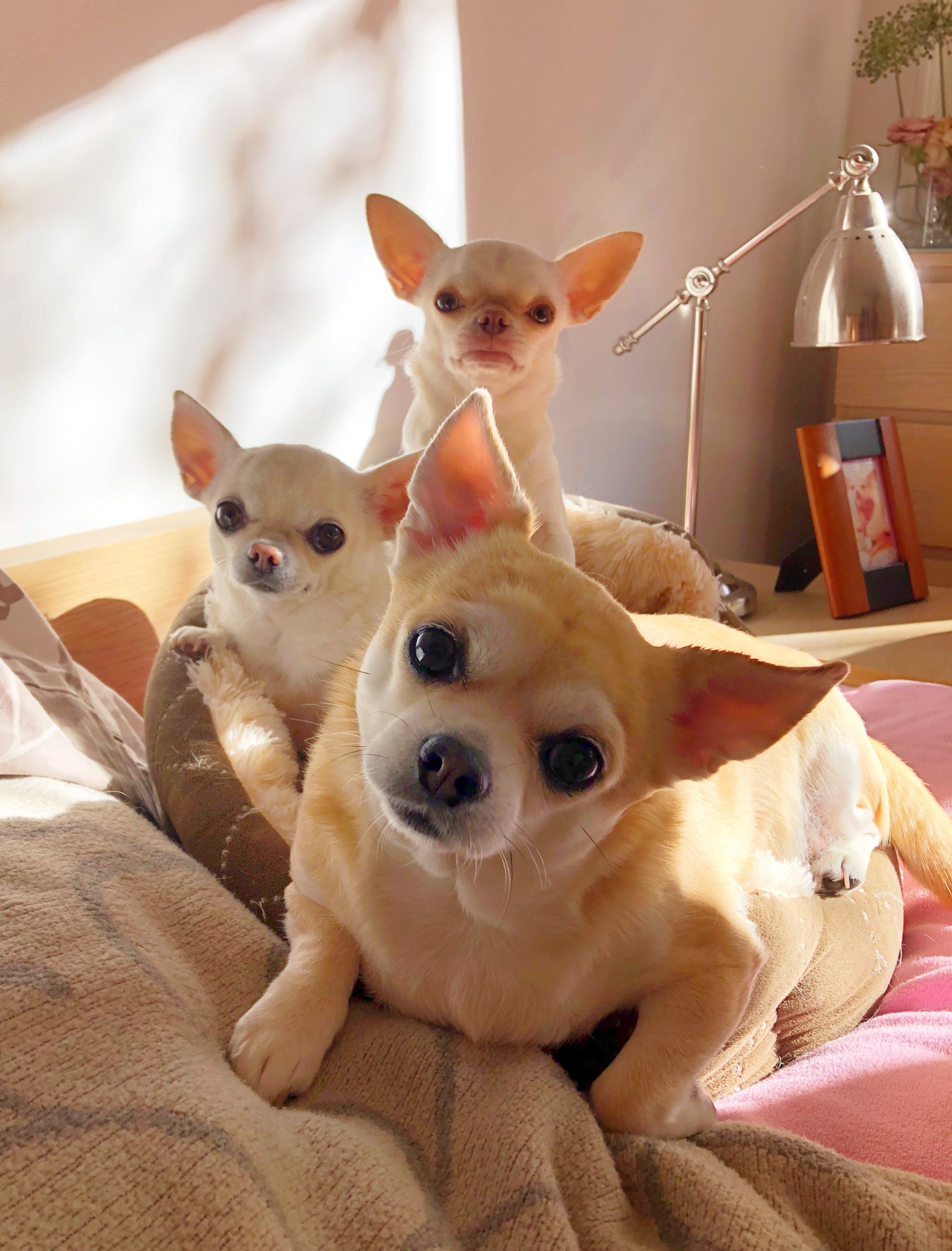 Chihuahua Lovers