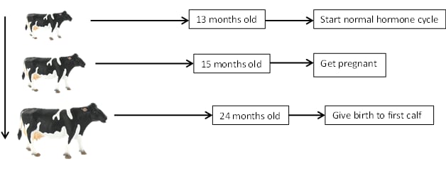 Cows Breeding Frequency Per Month Explained