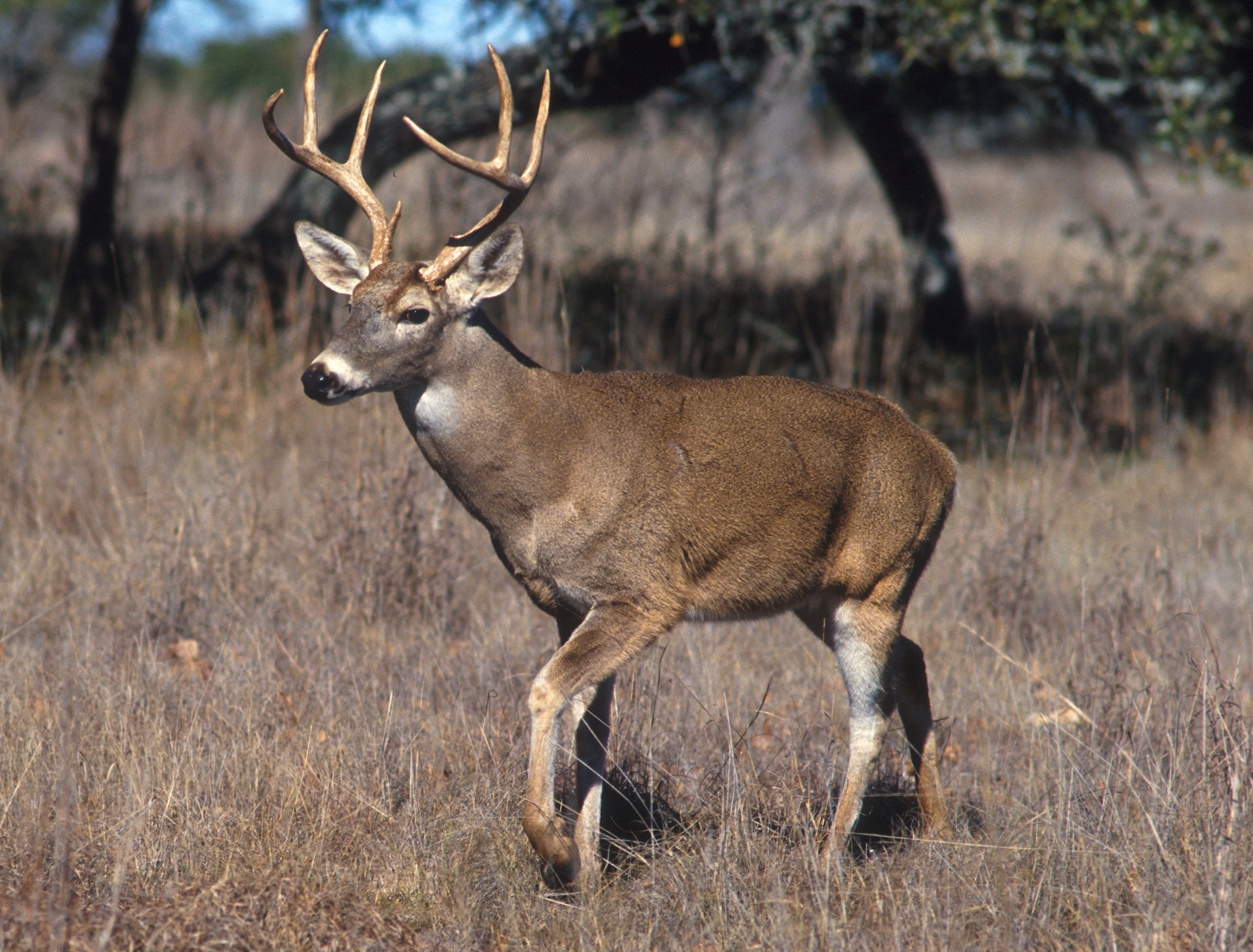 The Gentle Doe