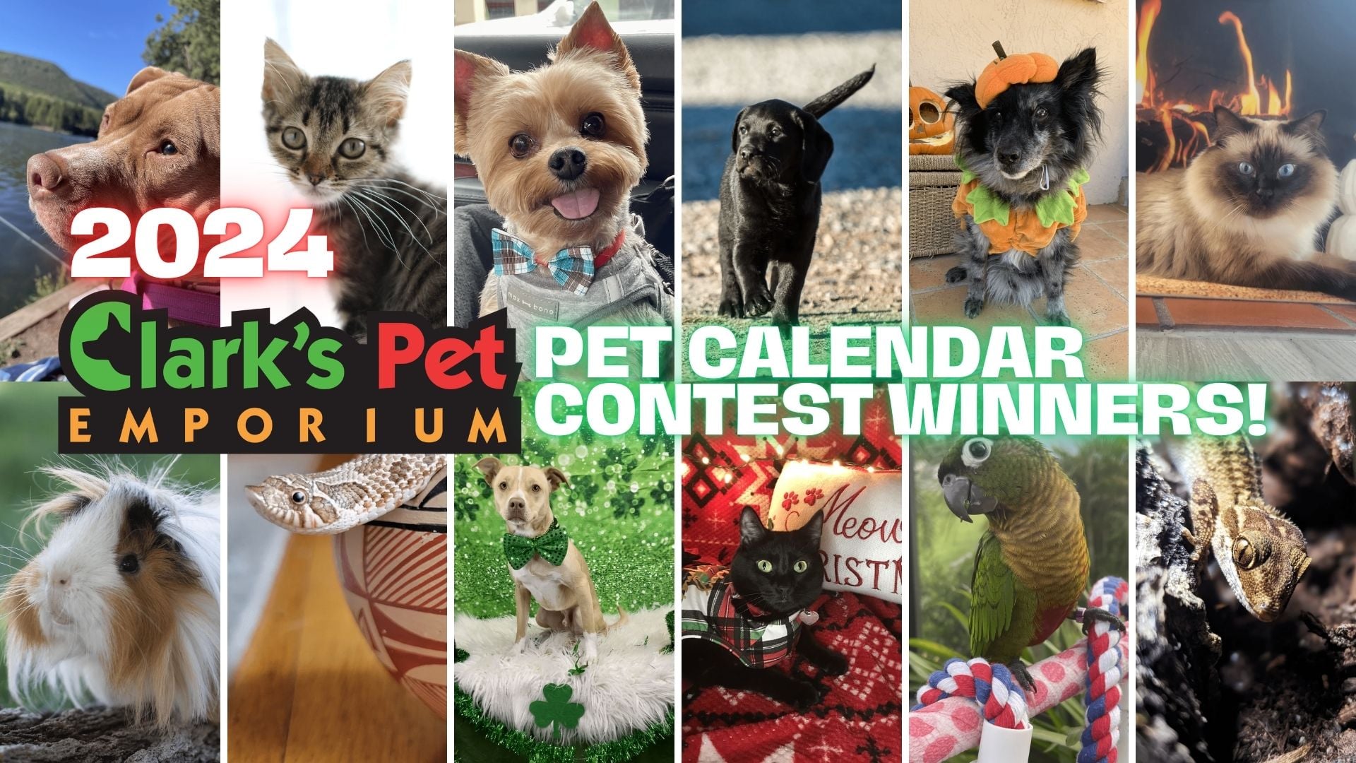 Dog Calendar Contest