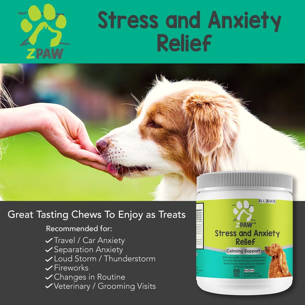 Dogs can help reduce stress and anxiety