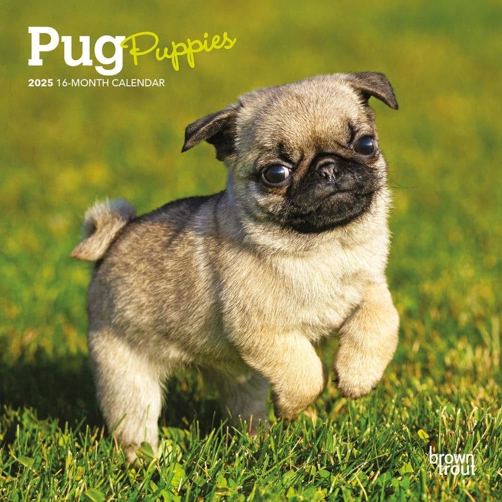 Doug The Pug 2025 Calendar: A Year Of Adorable Moments