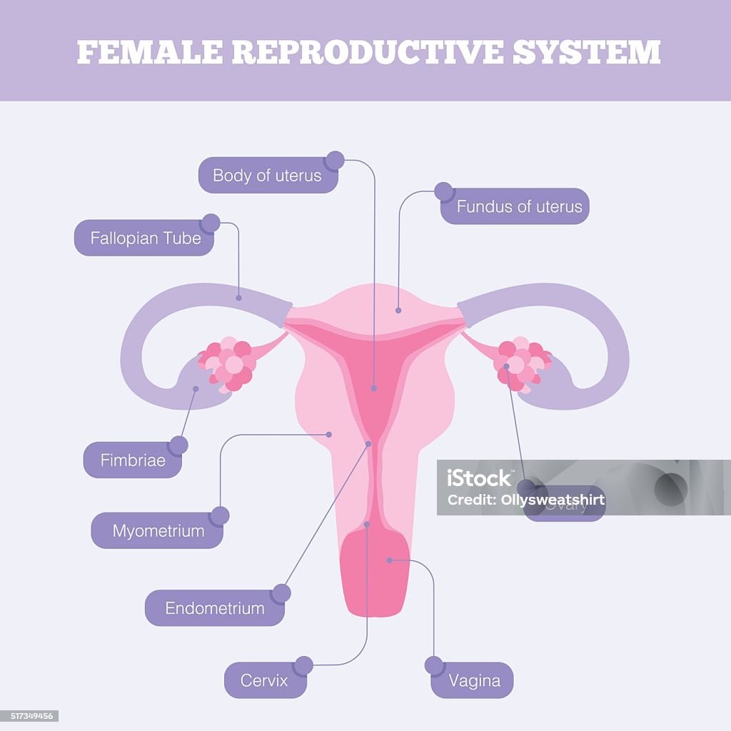 The Female Reproductive System