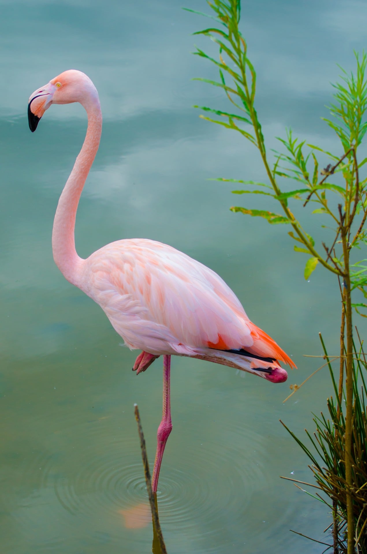 The Fashionable Flamingo: A Study in Pink