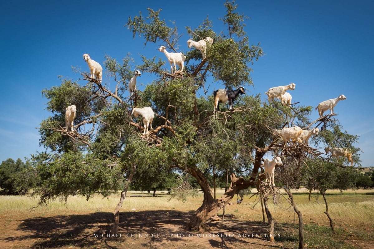 Goats in Trees, December