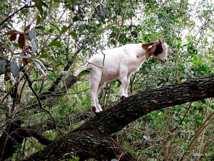 Goats in Trees, March