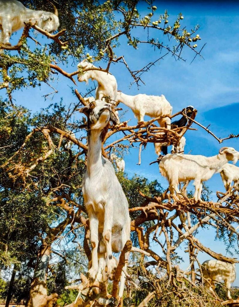 Goats in Trees, Morocco