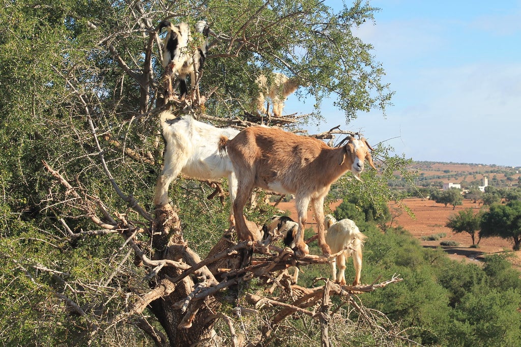 Goats in Trees, November