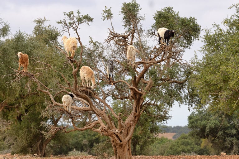 Goats in Trees, September