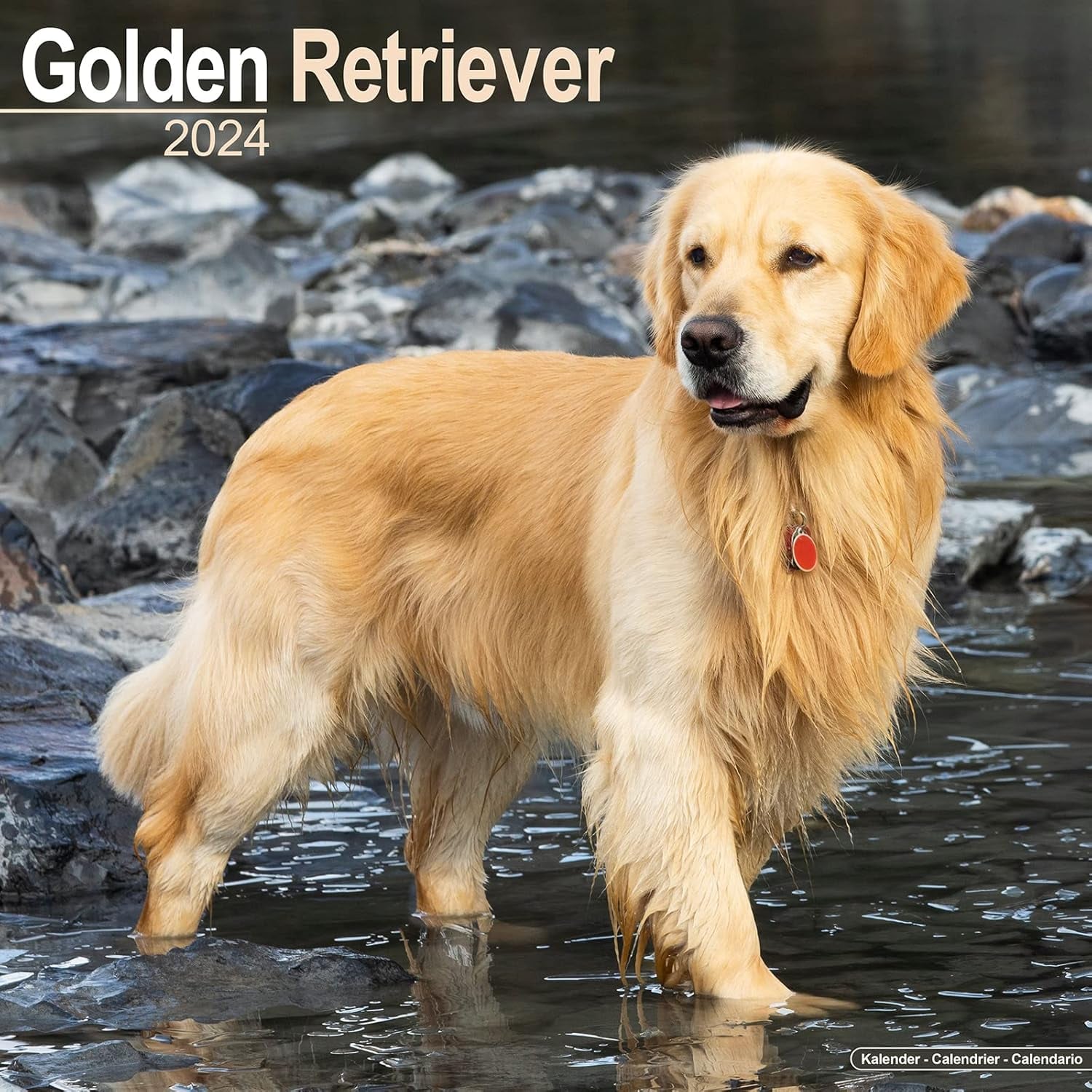 Golden Retriever Calendar