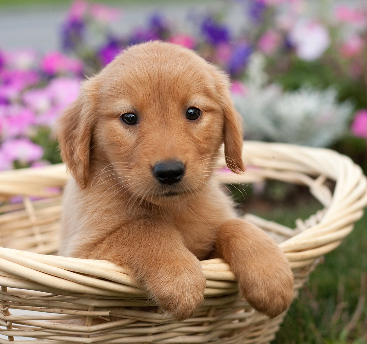 Golden Retriever Puppies