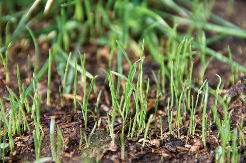 Grass Seed Planting