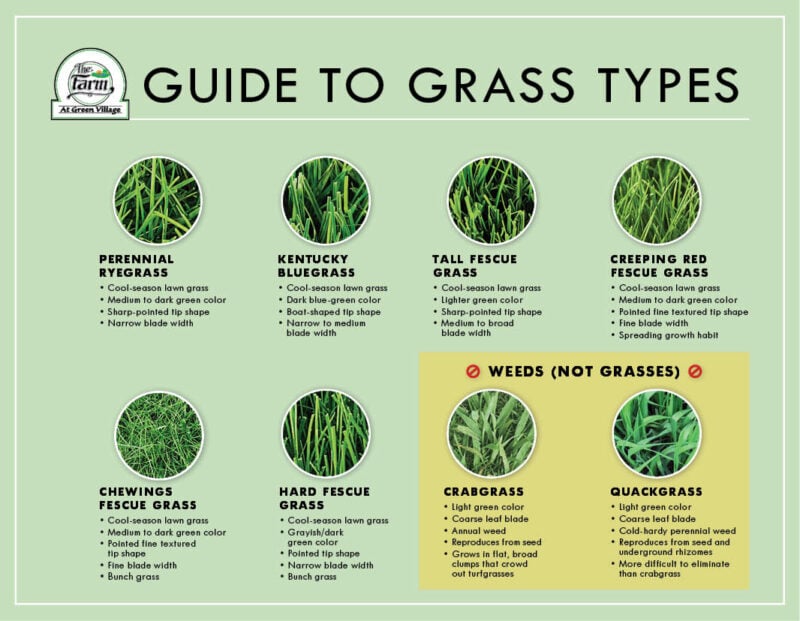 Grass Seed Type