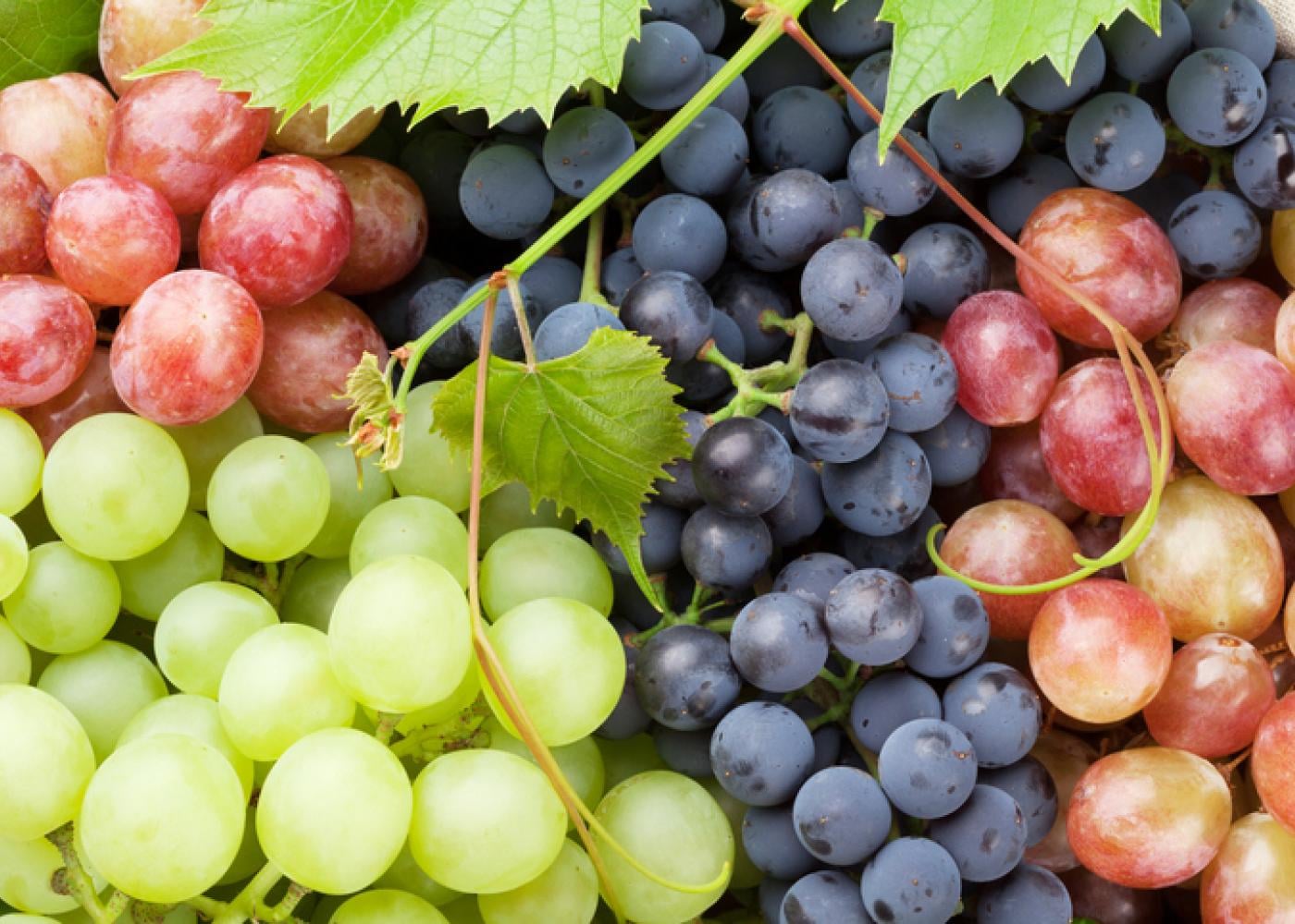 Healthy Grapes