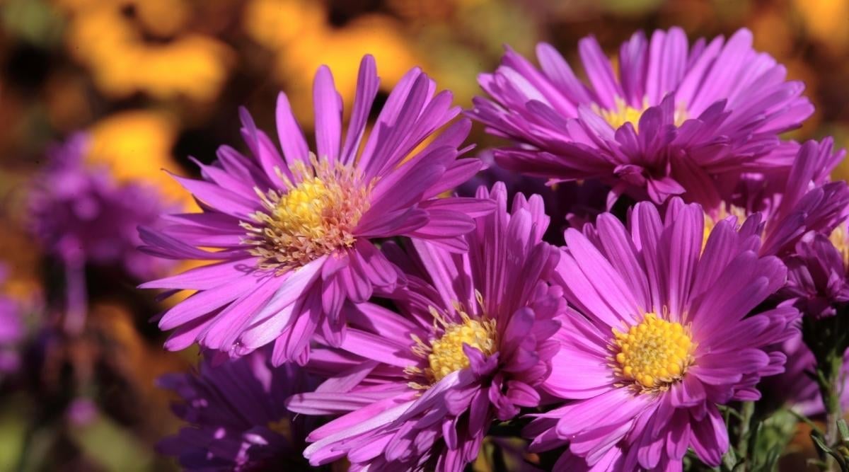 How to Care for Aster Flowers