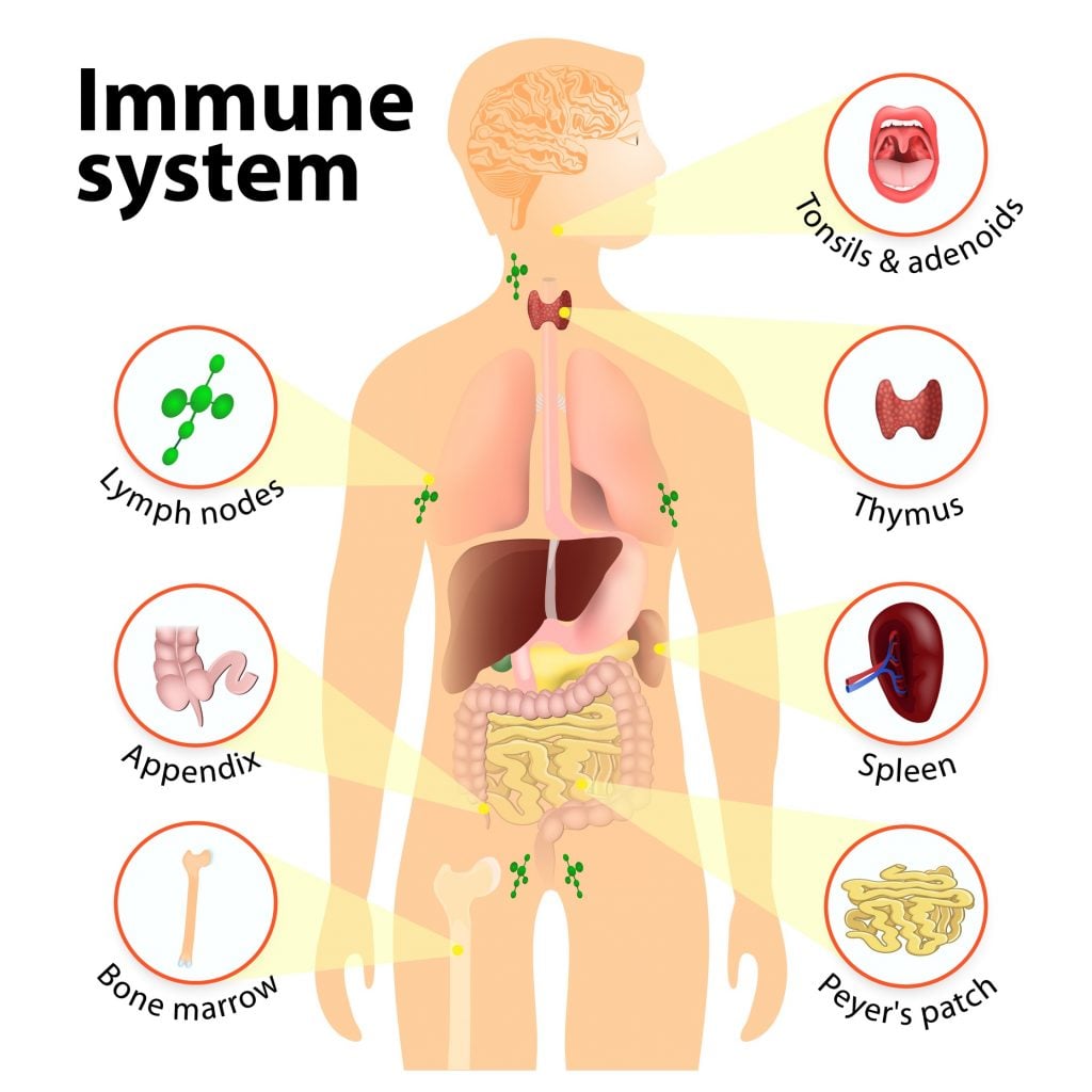 Immune System and Infections