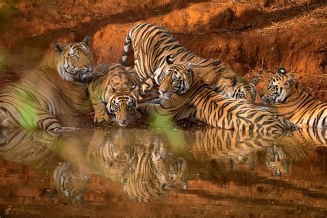 India's Tiger Conservation Efforts