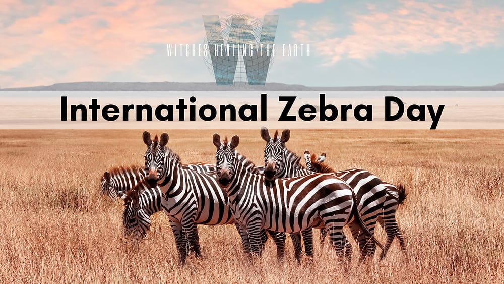 International Zebra Day