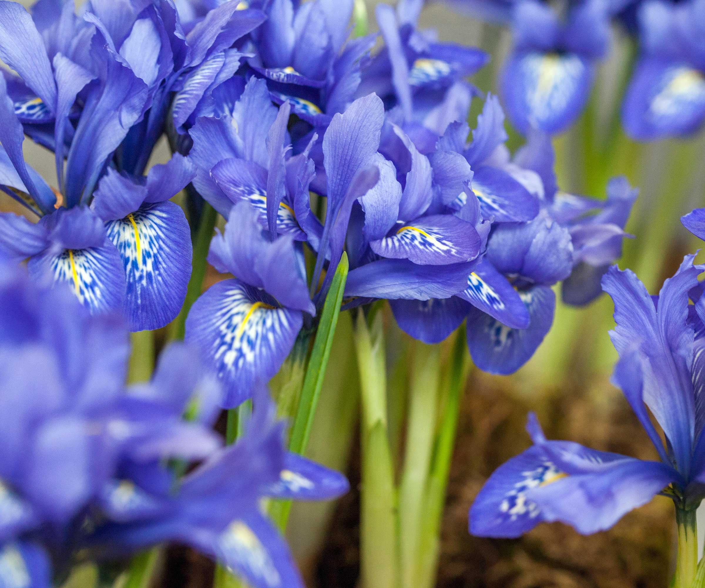 Iris Blooming Season: When Do Irises Bloom