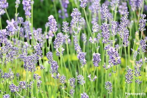 Caring for Lavandula Plants During Flowering Time