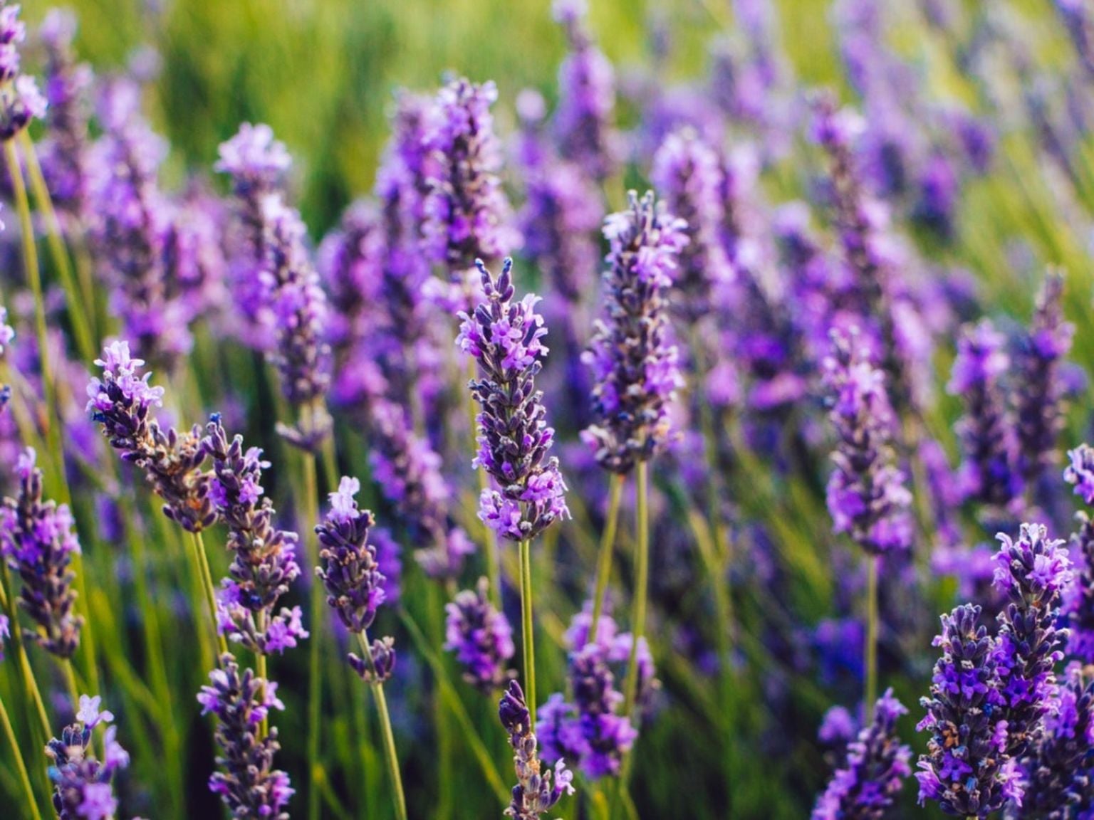 What to Expect During Lavandula Flowering Time