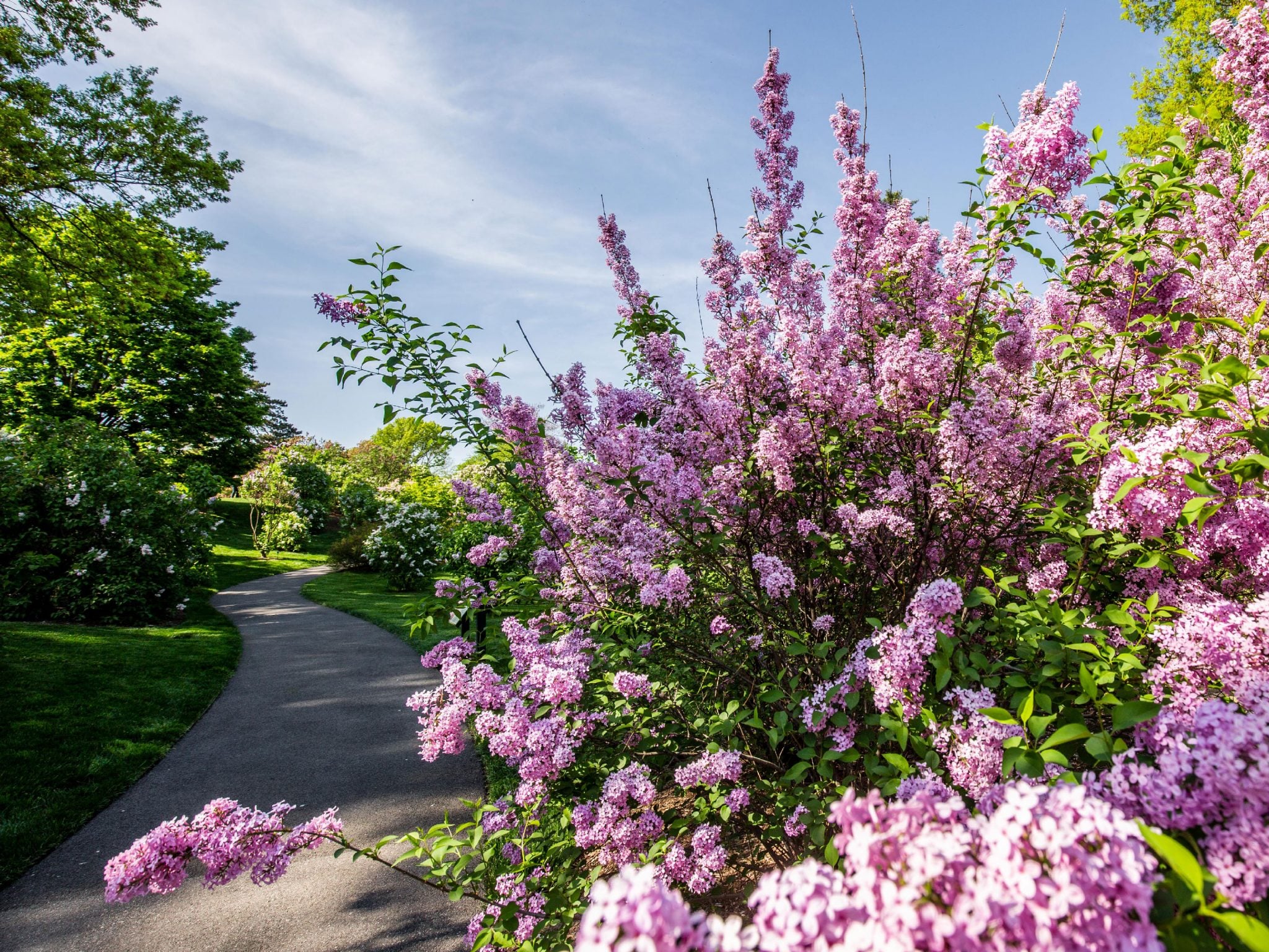 Lilac Themed Garden