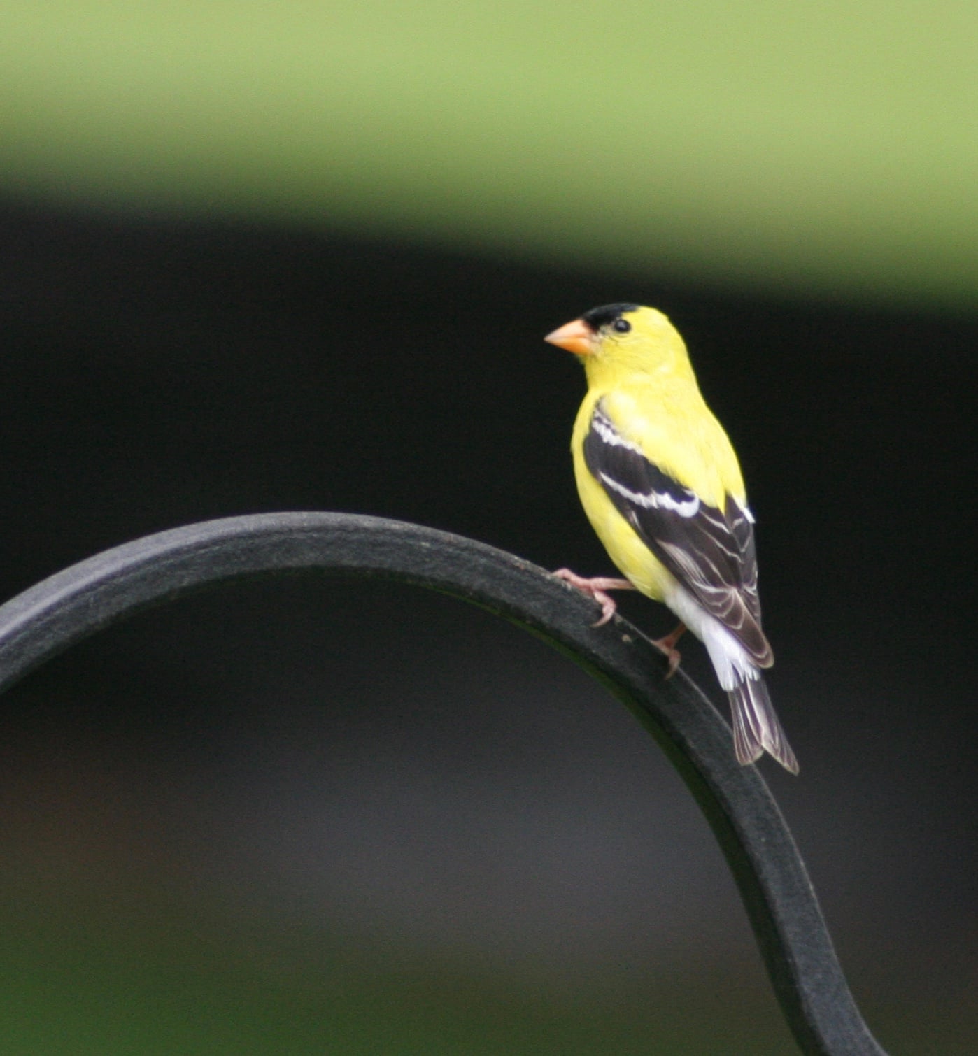 New Jersey State Bird - Goldfinch