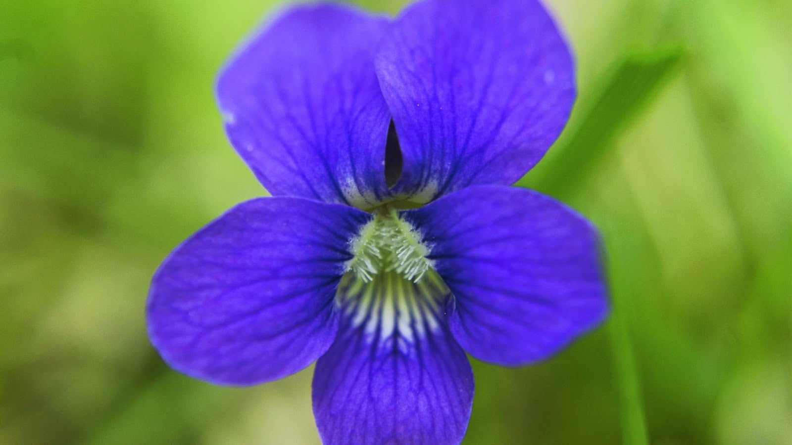 New Jersey State Flower - Violet