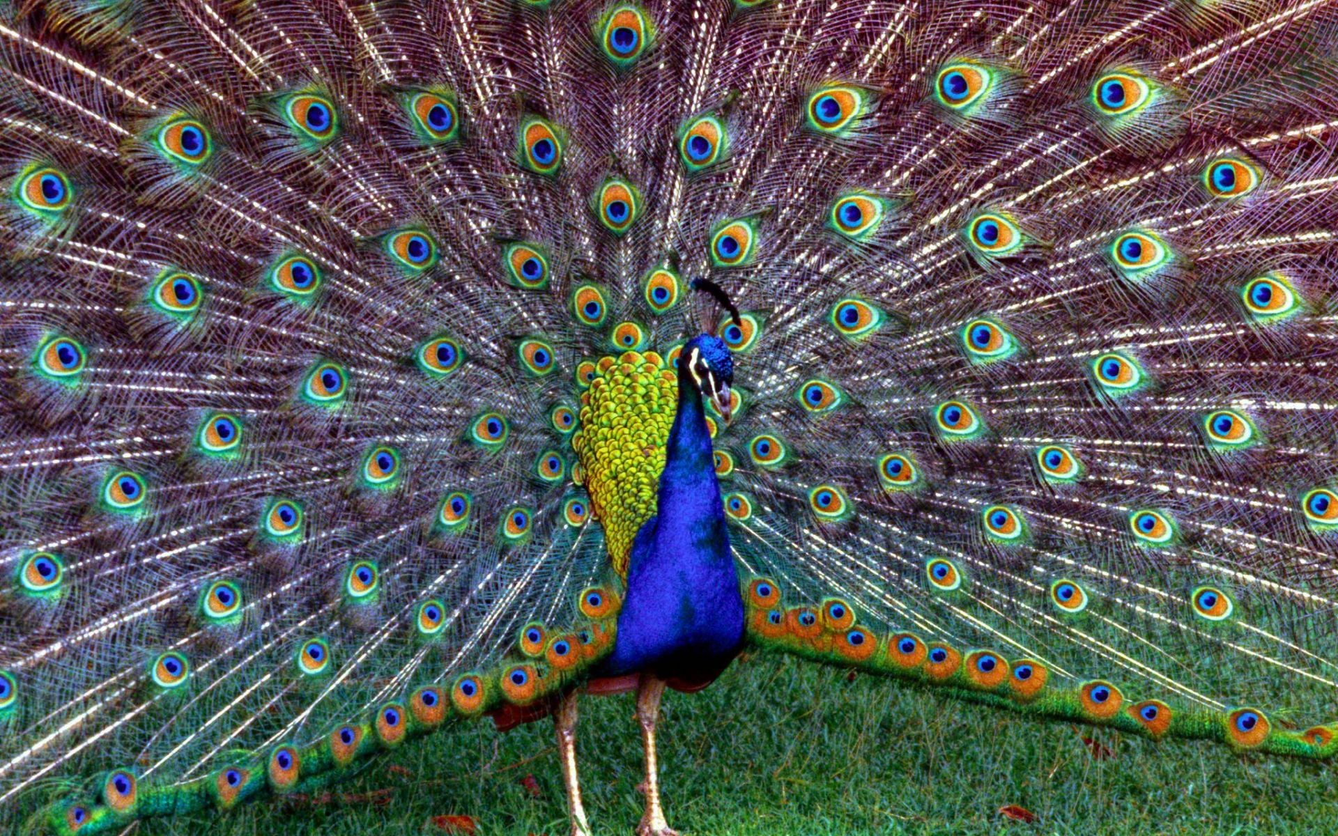 The Peacock's Plumage: A Symbol of Attraction