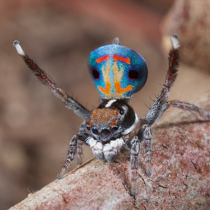 The Peacock Spider: A Tiny but Mighty Fashionista